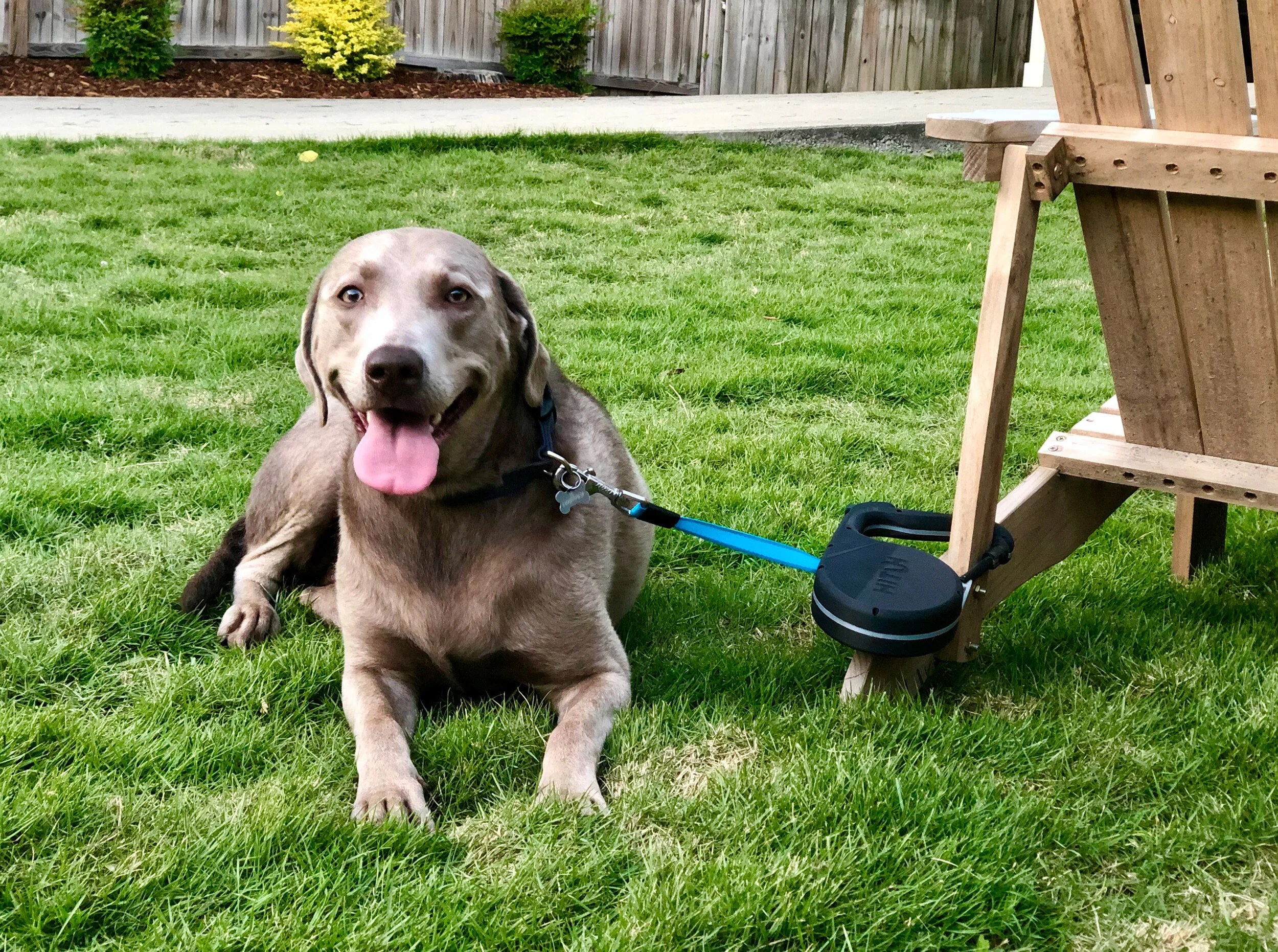 A silver Labrador resting in the grass, hitched to an Adirondack chair with a Hitch Leash
